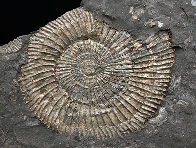 黒ジュラ！母岩３３センチ超の大判標本！ドイツホルツマーデン産のアンモナイト、ダクチリオセラス（Dactylioceras）のマルチプレート化石（その3）