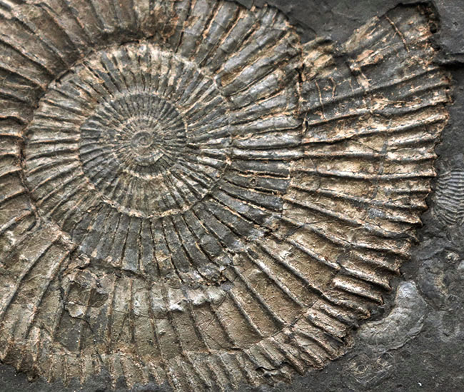 黒ジュラ！母岩３３センチ超の大判標本！ドイツホルツマーデン産のアンモナイト、ダクチリオセラス（Dactylioceras）のマルチプレート化石（その4）
