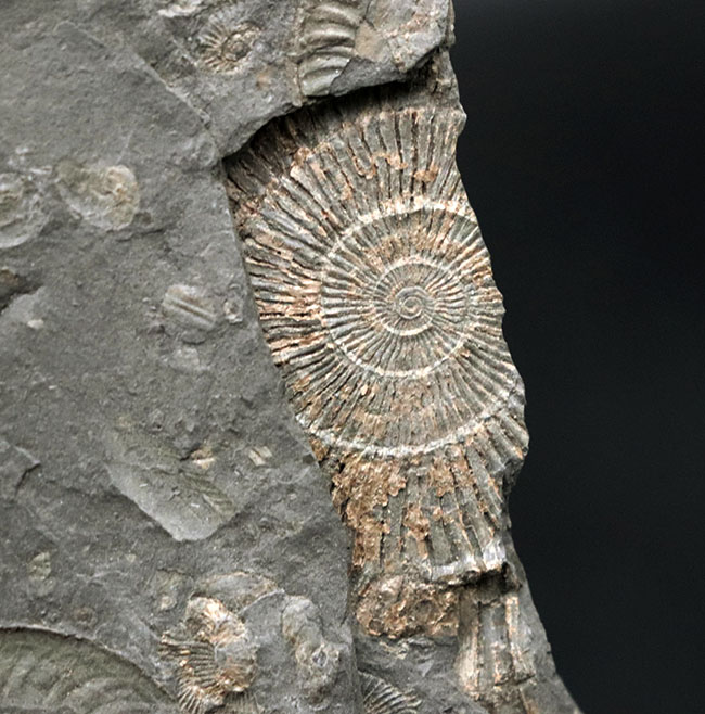 黒ジュラ！母岩３３センチ超の大判標本！ドイツホルツマーデン産のアンモナイト、ダクチリオセラス（Dactylioceras）のマルチプレート化石（その5）