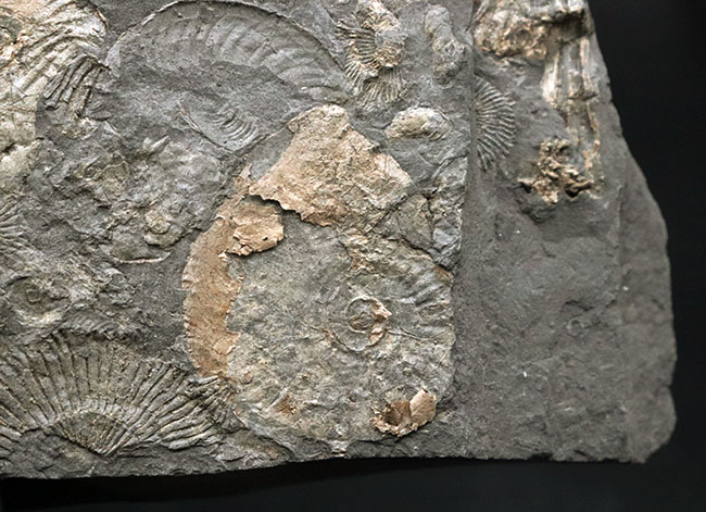 黒ジュラ！母岩３３センチ超の大判標本！ドイツホルツマーデン産のアンモナイト、ダクチリオセラス（Dactylioceras）のマルチプレート化石（その6）