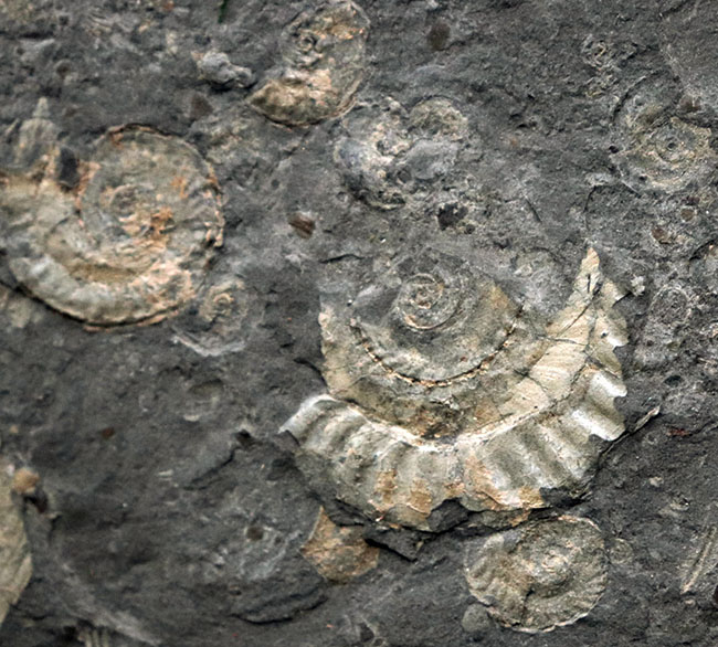 黒ジュラ！母岩３３センチ超の大判標本！ドイツホルツマーデン産のアンモナイト、ダクチリオセラス（Dactylioceras）のマルチプレート化石（その7）
