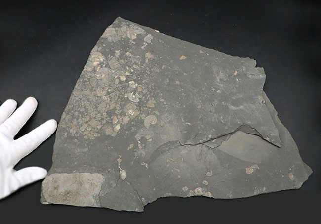 黒ジュラ！母岩３３センチ超の大判標本！ドイツホルツマーデン産のアンモナイト、ダクチリオセラス（Dactylioceras）のマルチプレート化石（その8）