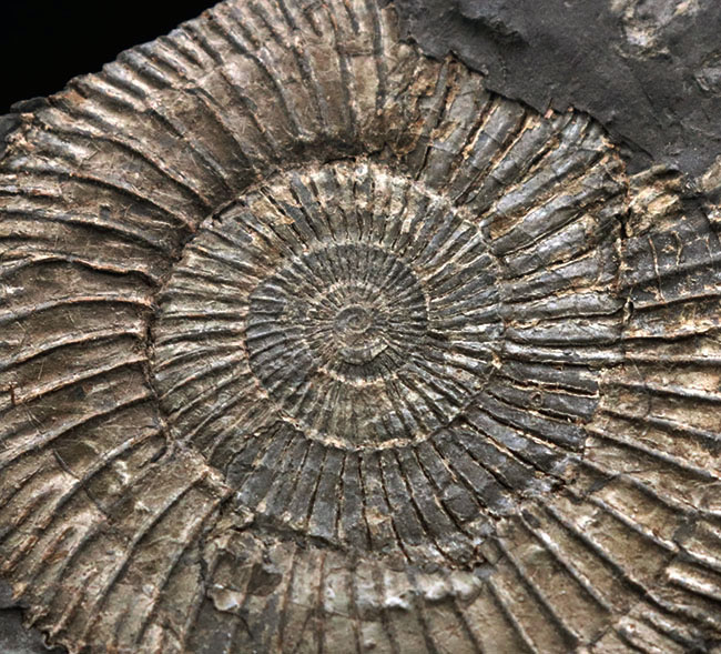 黒ジュラ！母岩３３センチ超の大判標本！ドイツホルツマーデン産のアンモナイト、ダクチリオセラス（Dactylioceras）のマルチプレート化石（その9）
