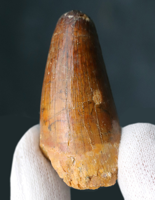 モロッコ産、白亜紀の魚の堅い鱗を突き通した、ぶっといスピノサウルス(Spinosaurus)の歯化石(その1)