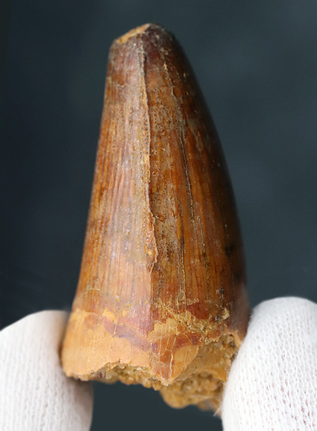 モロッコ産、白亜紀の魚の堅い鱗を突き通した、ぶっといスピノサウルス(Spinosaurus)の歯化石(その2)