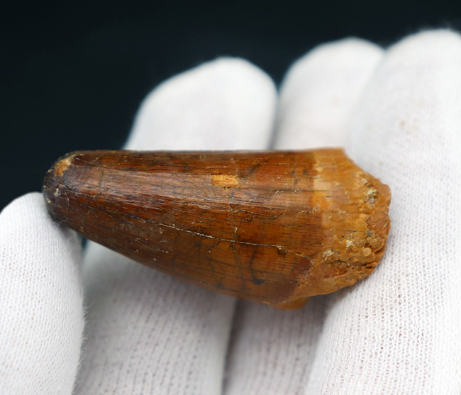 モロッコ産、白亜紀の魚の堅い鱗を突き通した、ぶっといスピノサウルス(Spinosaurus)の歯化石(その3)