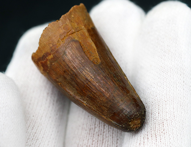 モロッコ産、白亜紀の魚の堅い鱗を突き通した、ぶっといスピノサウルス(Spinosaurus)の歯化石(その4)