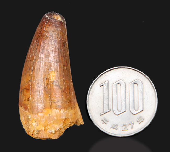 モロッコ産、白亜紀の魚の堅い鱗を突き通した、ぶっといスピノサウルス(Spinosaurus)の歯化石(その6)