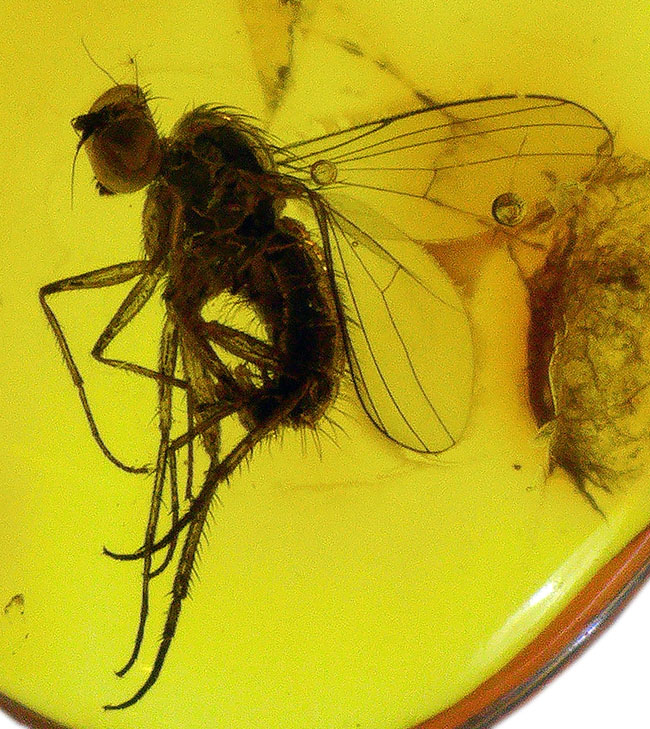 エルフ発見!妖精のようなアシナガバエ科の虫を内包したバルト海産琥珀(Amber)(その1)
