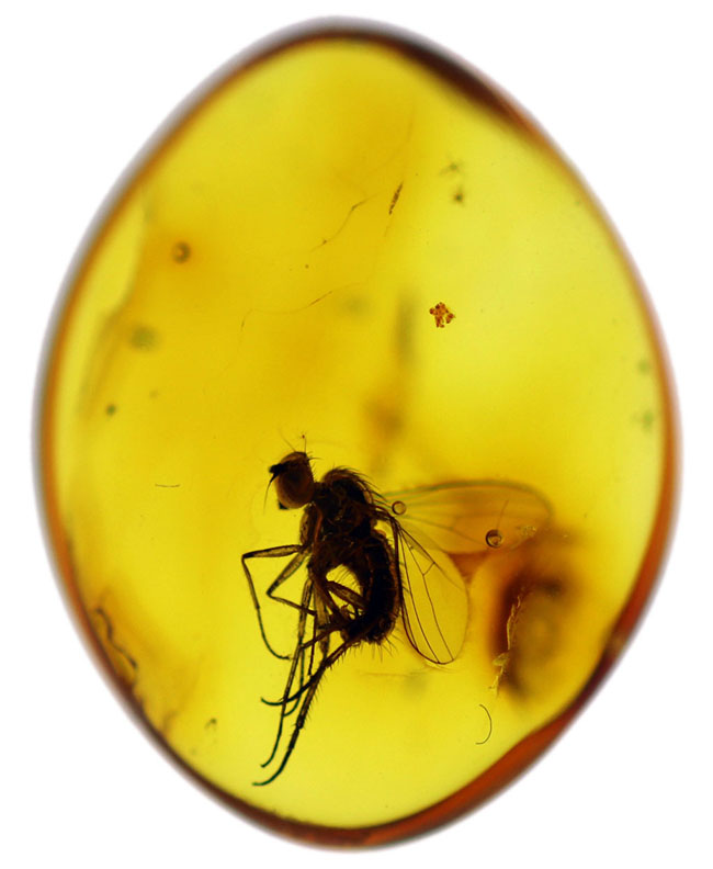 エルフ発見!妖精のようなアシナガバエ科の虫を内包したバルト海産琥珀(Amber)(その2)