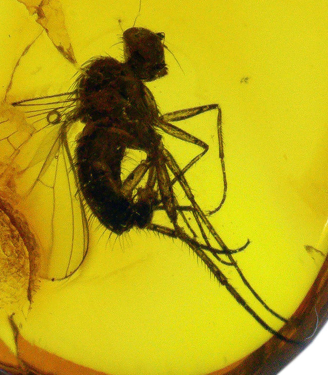 エルフ発見!妖精のようなアシナガバエ科の虫を内包したバルト海産琥珀(Amber)(その3)