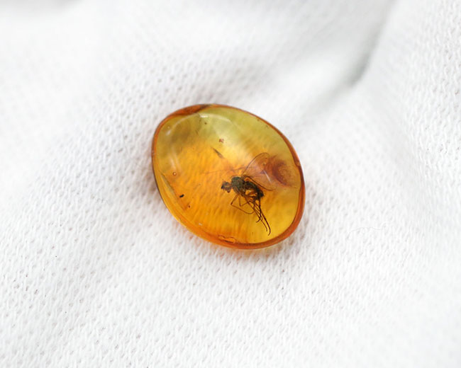 エルフ発見!妖精のようなアシナガバエ科の虫を内包したバルト海産琥珀(Amber)(その4)