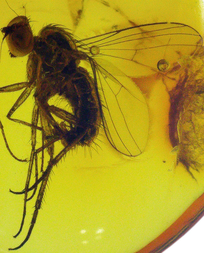 エルフ発見!妖精のようなアシナガバエ科の虫を内包したバルト海産琥珀(Amber)(その5)