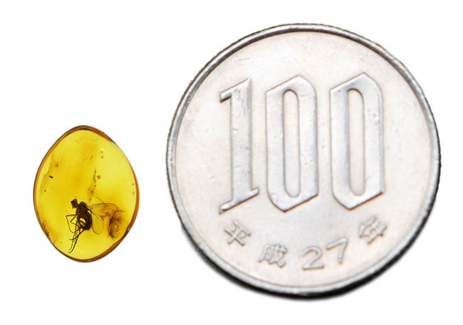 エルフ発見!妖精のようなアシナガバエ科の虫を内包したバルト海産琥珀(Amber)(その9)
