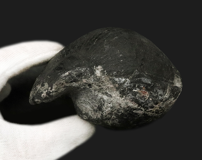巨大！国産マニアックシリーズ！古生代ペルム紀の巻き貝、岐阜県金生山産ベレロフォン（Bellerophon）の化石（その6）