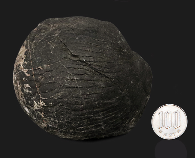 巨大！国産マニアックシリーズ！古生代ペルム紀の巻き貝、岐阜県金生山産ベレロフォン（Bellerophon）の化石（その8）