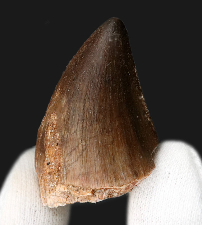 分厚い!白亜紀後期の海の王様、モササウルス(Mosasaurus)の歯化石(その1)