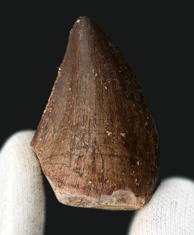 分厚い!白亜紀後期の海の王様、モササウルス(Mosasaurus)の歯化石(その2)