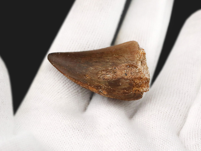 分厚い!白亜紀後期の海の王様、モササウルス(Mosasaurus)の歯化石(その4)
