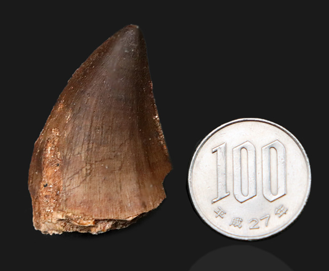 分厚い!白亜紀後期の海の王様、モササウルス(Mosasaurus)の歯化石(その7)