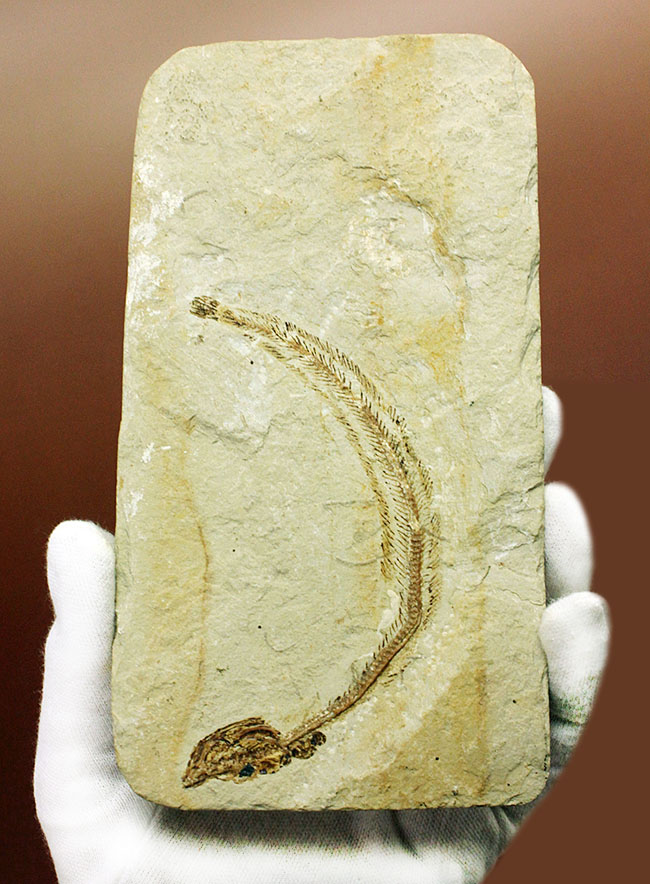 保存状態パーフェクト、希少、白亜紀初期のウナギ、エンチュライオン（Enchelion sp.）の化石。レバノン産。（その1）