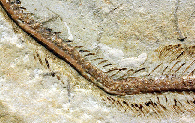 保存状態パーフェクト、希少、白亜紀初期のウナギ、エンチュライオン（Enchelion sp.）の化石。レバノン産。（その10）