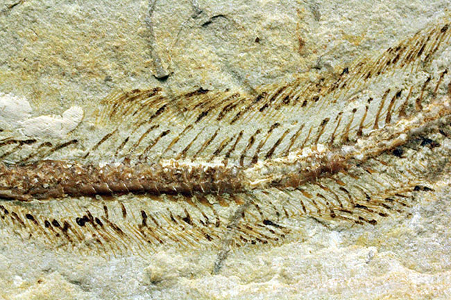 保存状態パーフェクト、希少、白亜紀初期のウナギ、エンチュライオン（Enchelion sp.）の化石。レバノン産。（その11）
