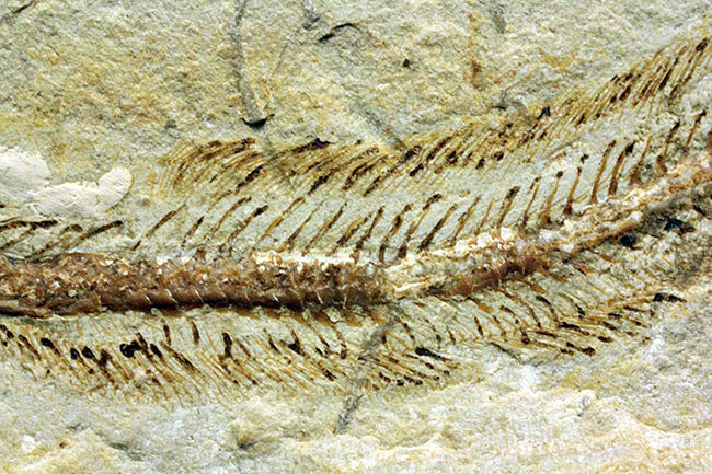 保存状態パーフェクト、希少、白亜紀初期のウナギ、エンチュライオン(Enchelion sp.)の化石。レバノン産。(その11)
