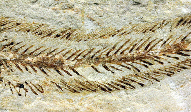 保存状態パーフェクト、希少、白亜紀初期のウナギ、エンチュライオン（Enchelion sp.）の化石。レバノン産。（その12）