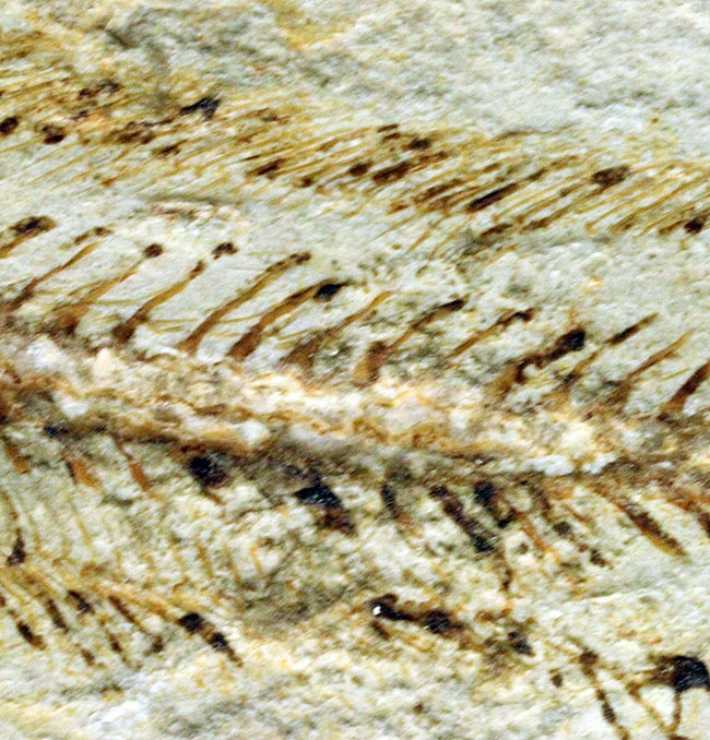 保存状態パーフェクト、希少、白亜紀初期のウナギ、エンチュライオン(Enchelion sp.)の化石。レバノン産。(その13)