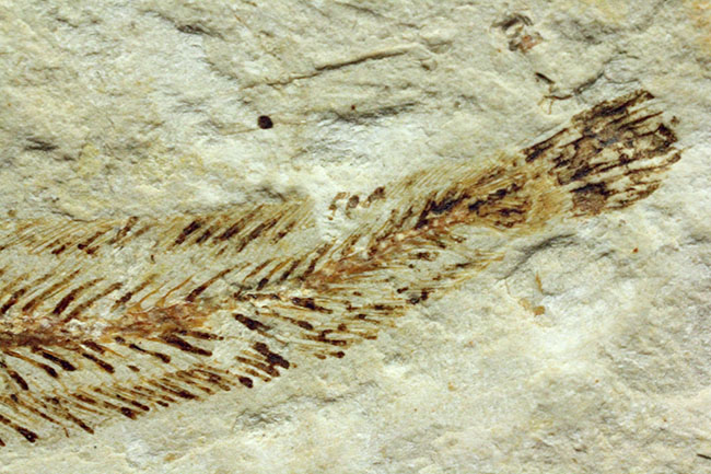 保存状態パーフェクト、希少、白亜紀初期のウナギ、エンチュライオン（Enchelion sp.）の化石。レバノン産。（その14）
