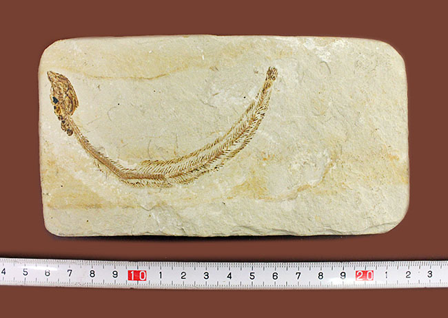 保存状態パーフェクト、希少、白亜紀初期のウナギ、エンチュライオン（Enchelion sp.）の化石。レバノン産。（その15）