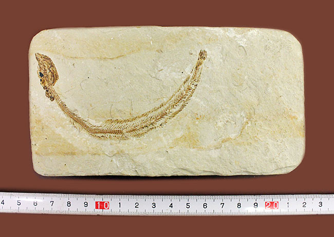 保存状態パーフェクト、希少、白亜紀初期のウナギ、エンチュライオン(Enchelion sp.)の化石。レバノン産。(その15)