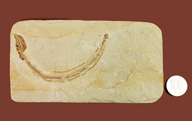 保存状態パーフェクト、希少、白亜紀初期のウナギ、エンチュライオン（Enchelion sp.）の化石。レバノン産。（その16）