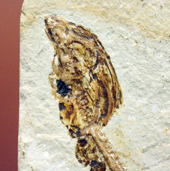 保存状態パーフェクト、希少、白亜紀初期のウナギ、エンチュライオン（Enchelion sp.）の化石。レバノン産。（その2）