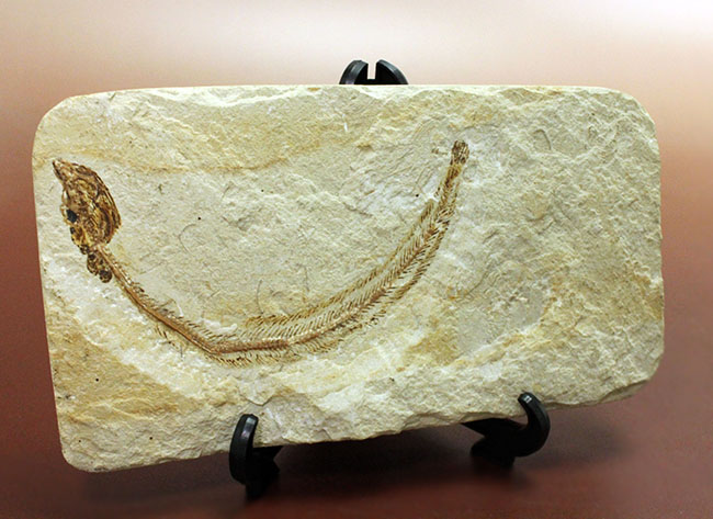 保存状態パーフェクト、希少、白亜紀初期のウナギ、エンチュライオン（Enchelion sp.）の化石。レバノン産。（その3）