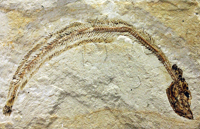 保存状態パーフェクト、希少、白亜紀初期のウナギ、エンチュライオン（Enchelion sp.）の化石。レバノン産。（その4）