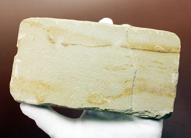保存状態パーフェクト、希少、白亜紀初期のウナギ、エンチュライオン（Enchelion sp.）の化石。レバノン産。（その5）