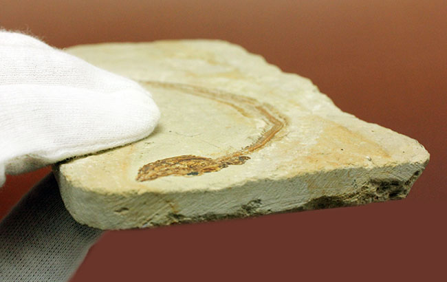 保存状態パーフェクト、希少、白亜紀初期のウナギ、エンチュライオン（Enchelion sp.）の化石。レバノン産。（その6）