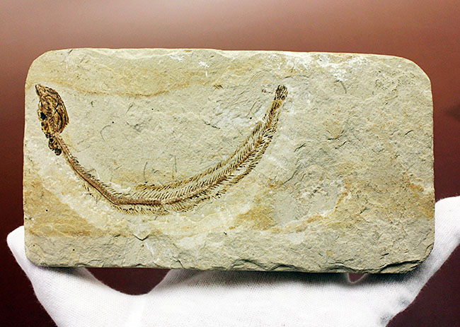 保存状態パーフェクト、希少、白亜紀初期のウナギ、エンチュライオン（Enchelion sp.）の化石。レバノン産。（その7）