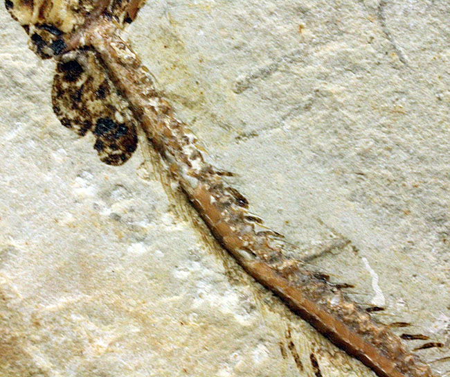 保存状態パーフェクト、希少、白亜紀初期のウナギ、エンチュライオン（Enchelion sp.）の化石。レバノン産。（その9）