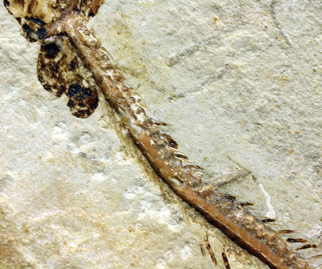 保存状態パーフェクト、希少、白亜紀初期のウナギ、エンチュライオン(Enchelion sp.)の化石。レバノン産。(その9)