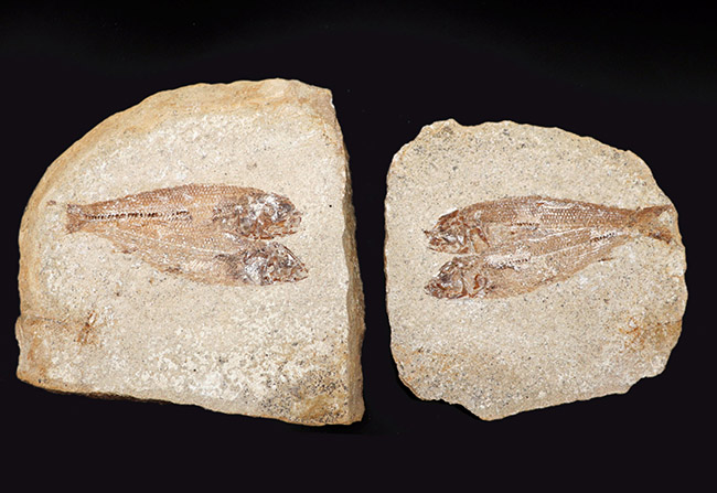ノジュールに守られて１億年をトラベル、ネガポジ揃っています！ブラジル産白亜紀の古代魚、タッリアス・アラリピス（Tharrias araripes）（その1）