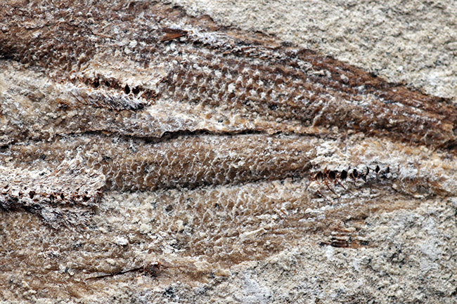 ノジュールに守られて１億年をトラベル、ネガポジ揃っています！ブラジル産白亜紀の古代魚、タッリアス・アラリピス（Tharrias araripes）（その6）