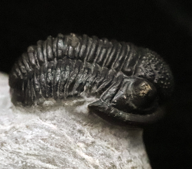 特筆すべき保存状態！丸みを帯びた姿が可愛らしい三葉虫、ゲラストス・マロチェンシス（Gerastos marocensis）（その5）