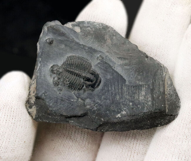 最も名の知れた三葉虫の一つ、米国ユタ州産エルラシア・キンギ(Elrathia Kingi)の母岩付き標本(その2)