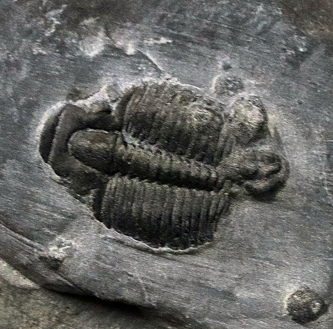 最も名の知れた三葉虫の一つ、米国ユタ州産エルラシア・キンギ(Elrathia Kingi)の母岩付き標本(その3)