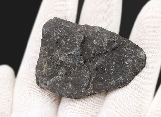 最も名の知れた三葉虫の一つ、米国ユタ州産エルラシア・キンギ(Elrathia Kingi)の母岩付き標本(その4)