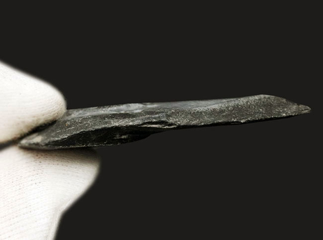 最も名の知れた三葉虫の一つ、米国ユタ州産エルラシア・キンギ(Elrathia Kingi)の母岩付き標本(その5)