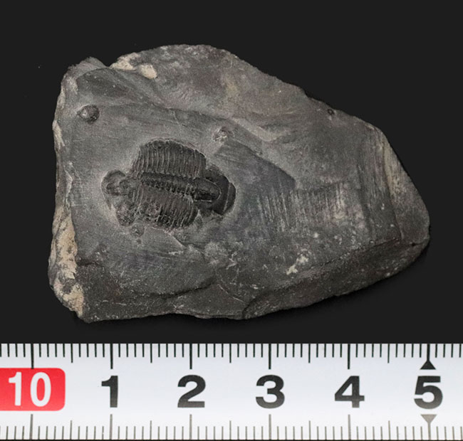 最も名の知れた三葉虫の一つ、米国ユタ州産エルラシア・キンギ(Elrathia Kingi)の母岩付き標本(その6)
